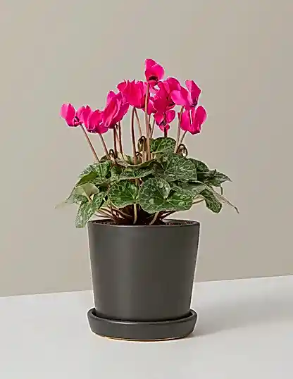 Cyclamen