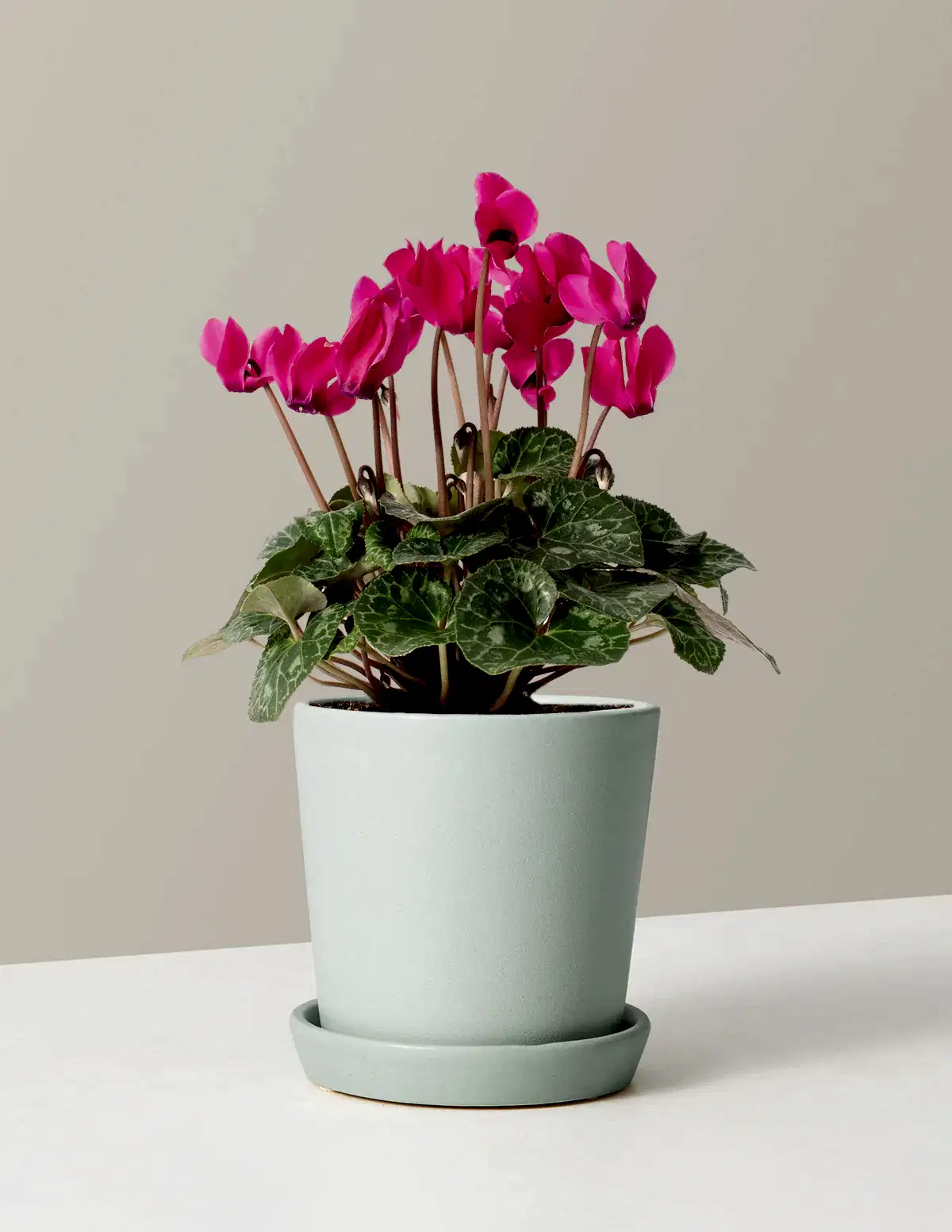 Cyclamen