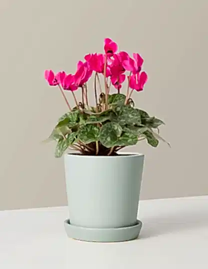 Cyclamen