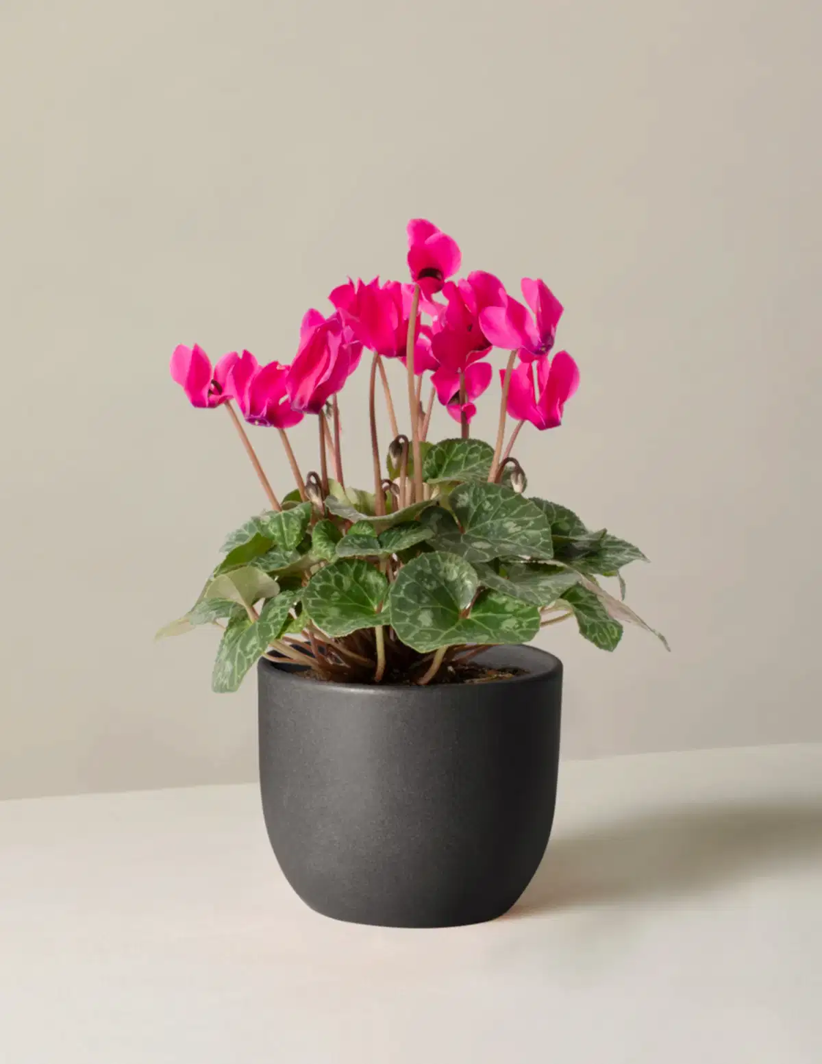 Cyclamen