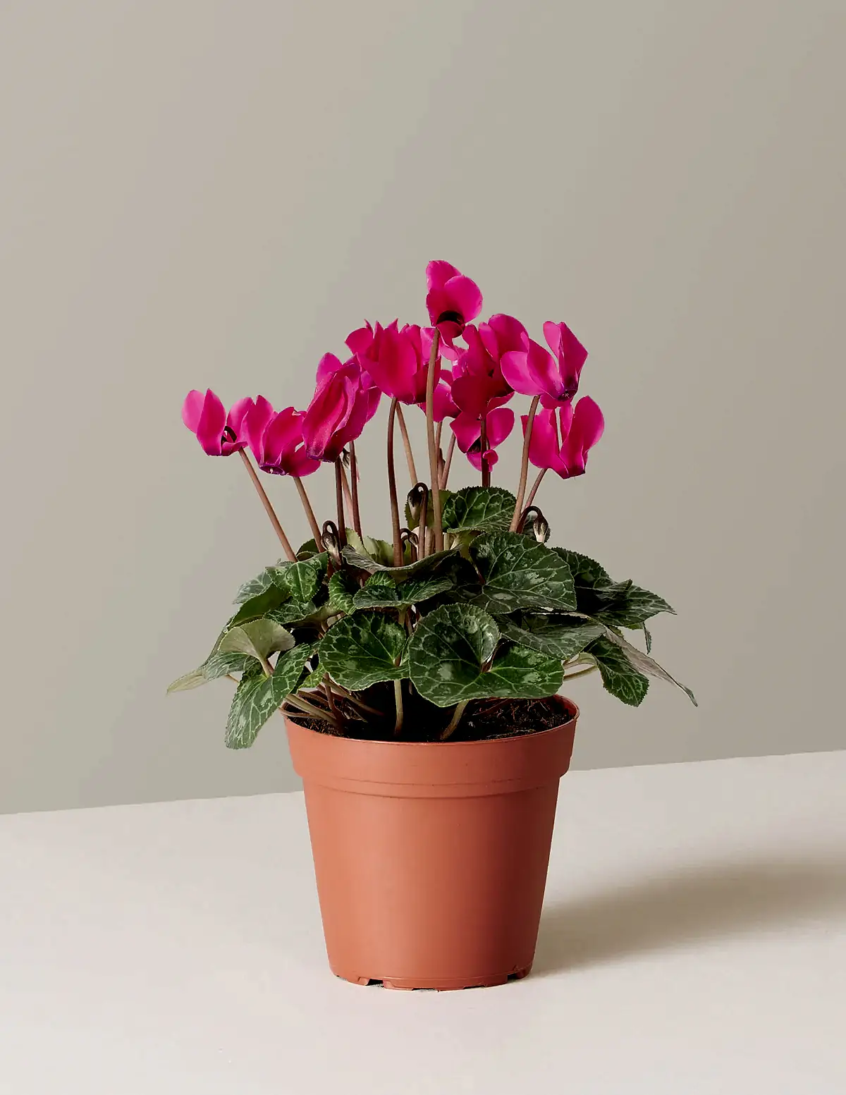 Cyclamen