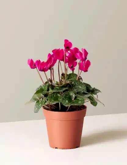 Cyclamen
