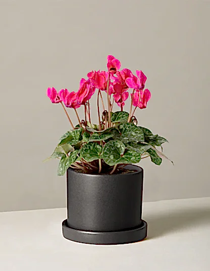 Cyclamen