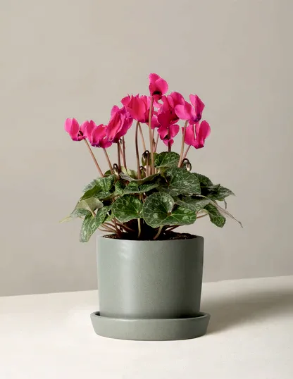 Cyclamen