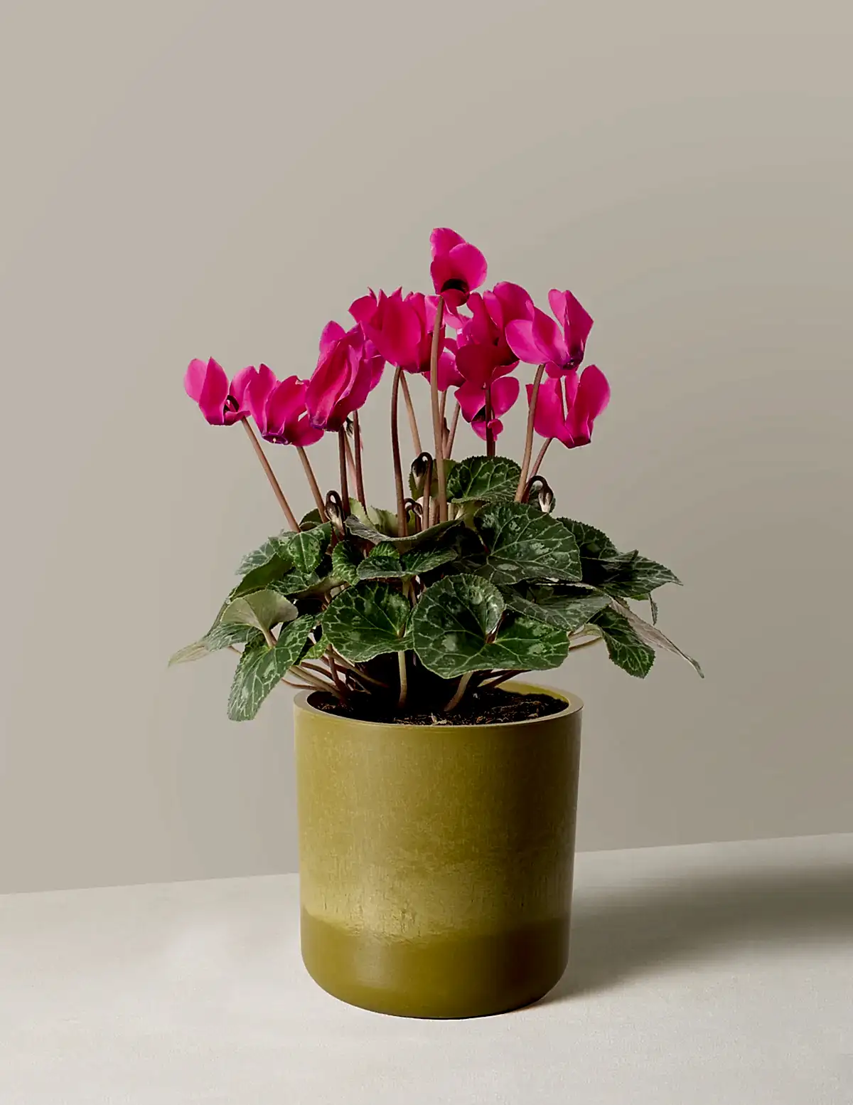 Cyclamen