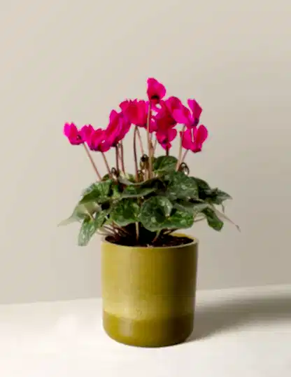 Cyclamen