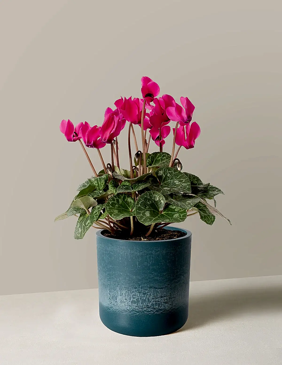 Cyclamen