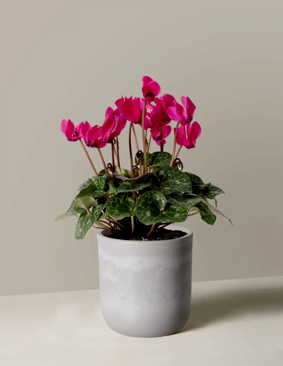Cyclamen