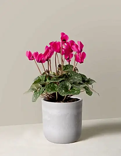 Cyclamen