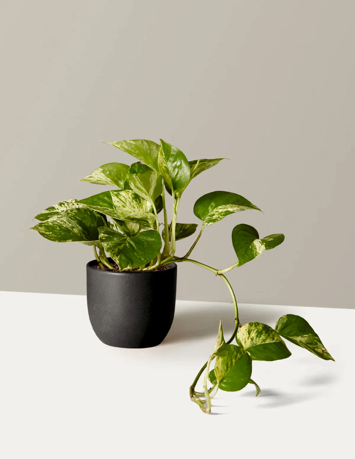 Pothos Marble Queen
