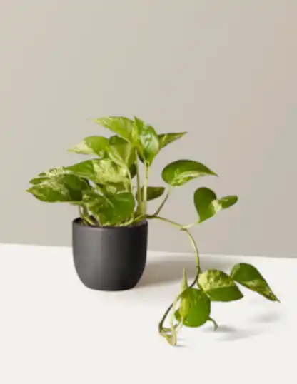 Pothos Marble Queen