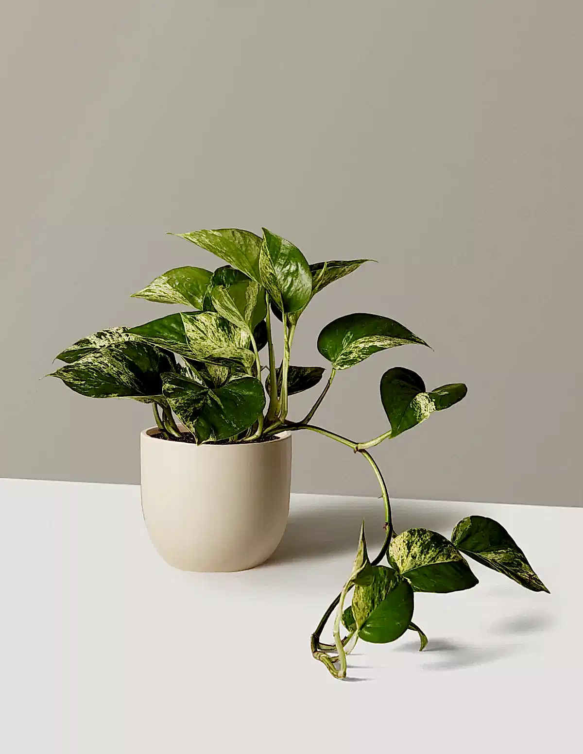 Pothos Marble Queen