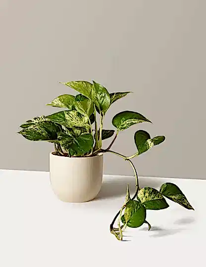 Pothos Marble Queen