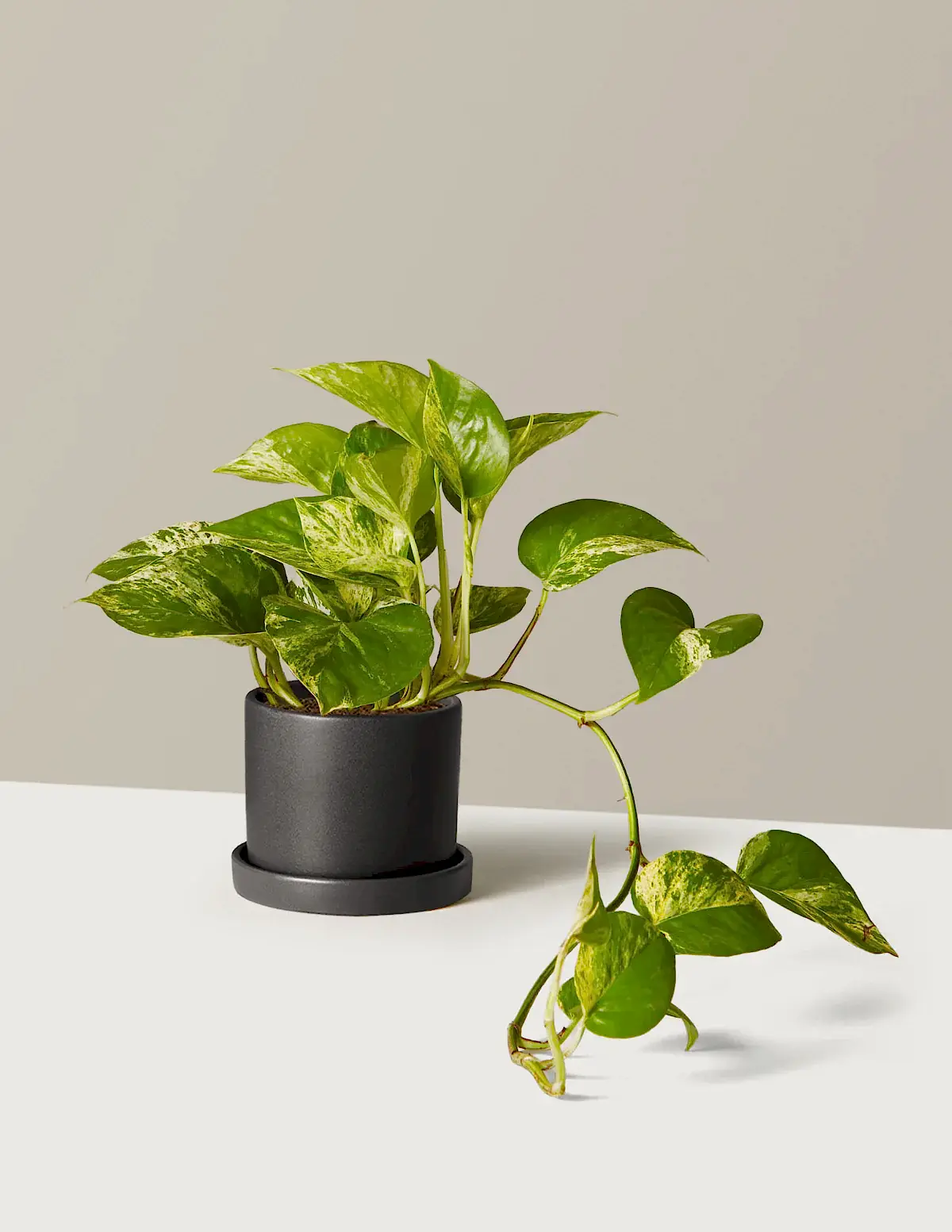 Pothos Marble Queen