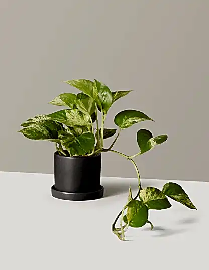 Pothos Marble Queen