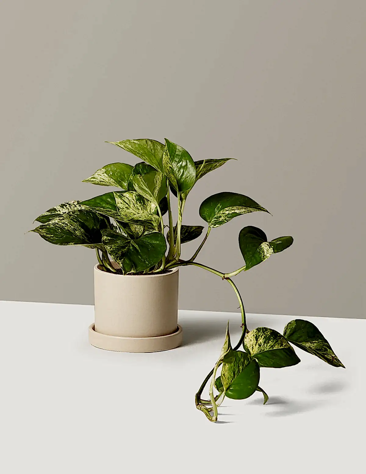 Pothos Marble Queen