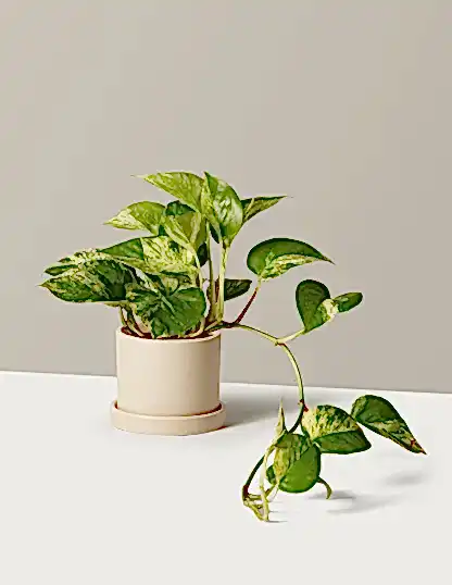 Pothos Marble Queen