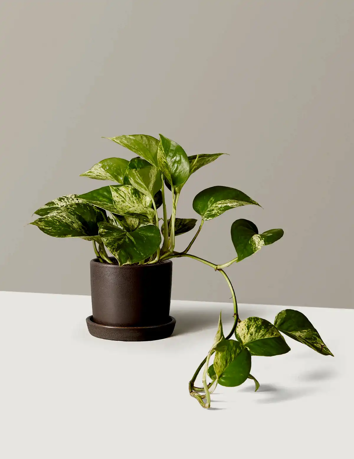 Pothos Marble Queen