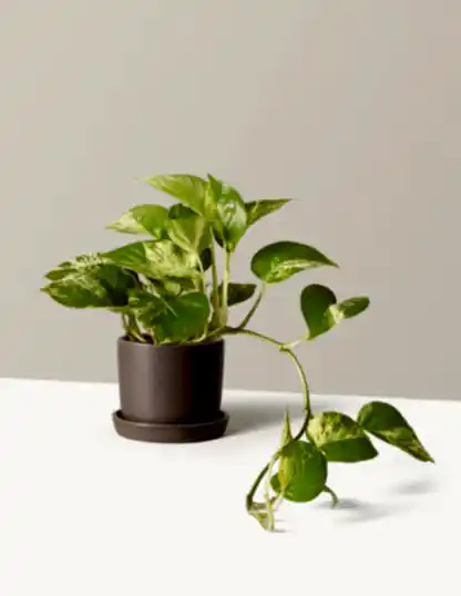 Pothos Marble Queen