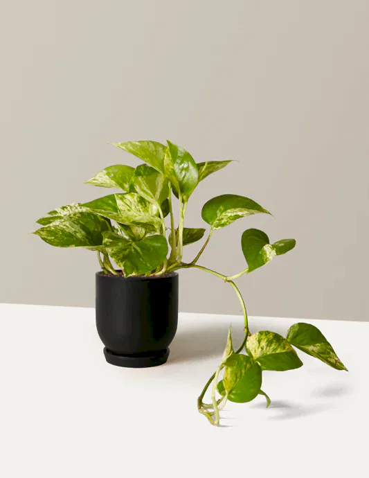 Pothos Marble Queen