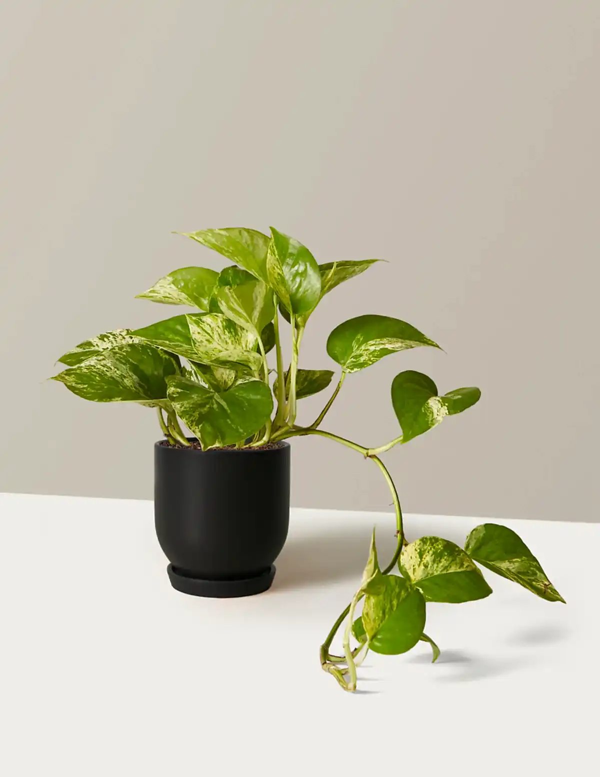 Pothos Marble Queen