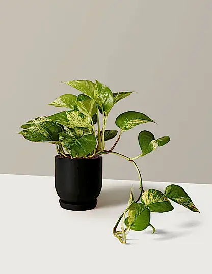 Pothos Marble Queen