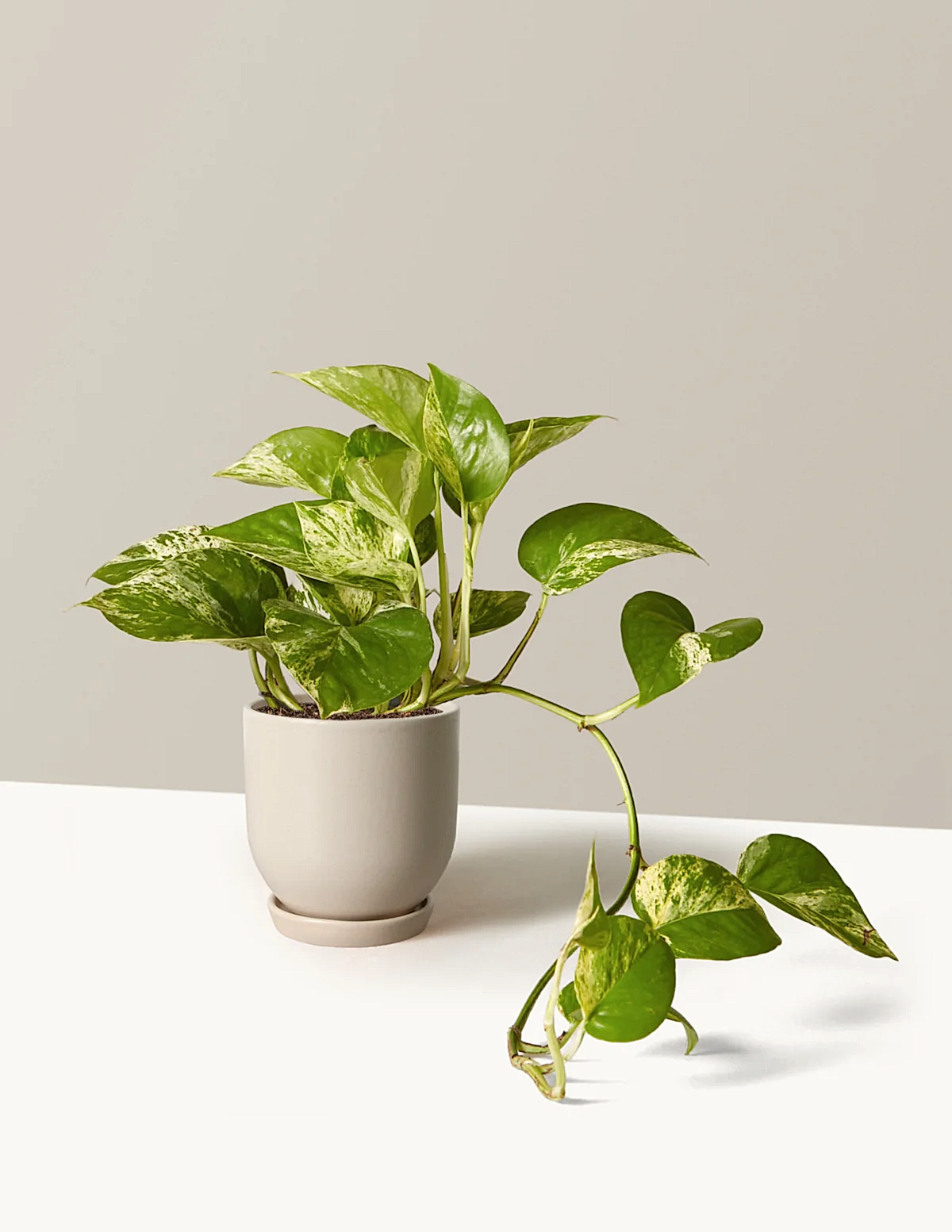 Pothos Marble Queen