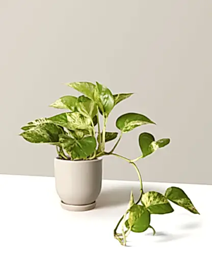 Pothos Marble Queen