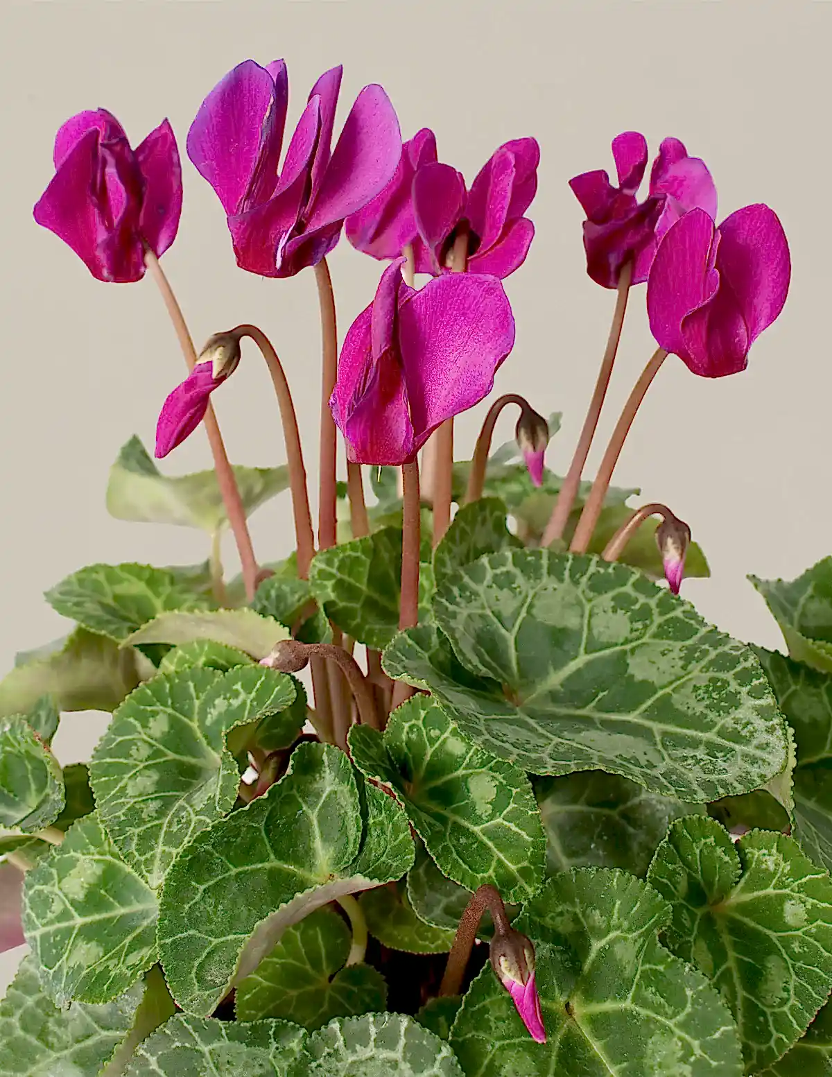 Cyclamen