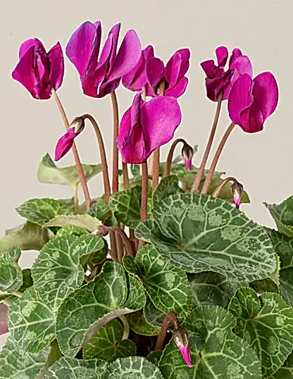 Cyclamen