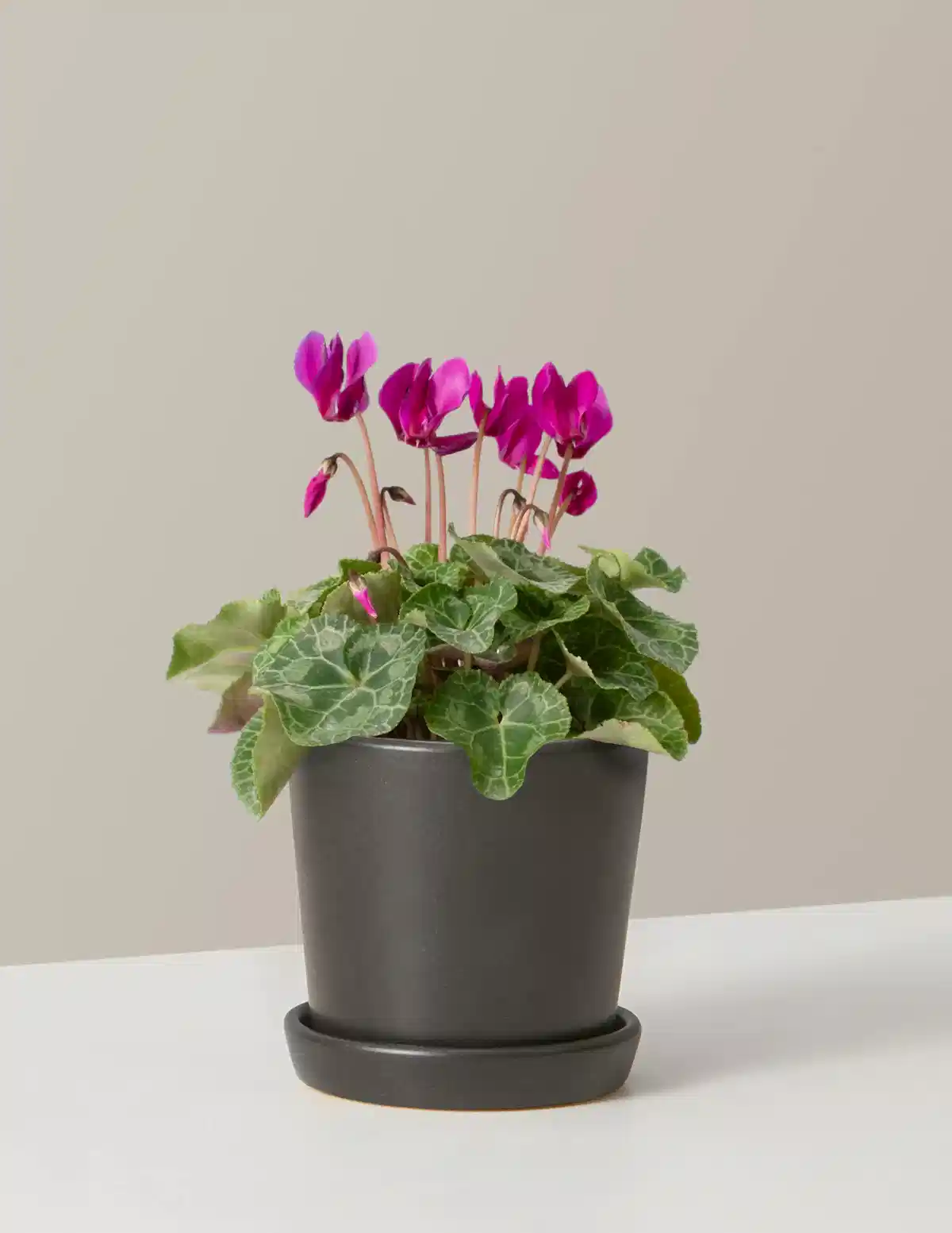 Cyclamen
