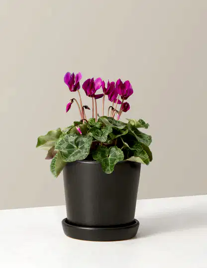 Cyclamen