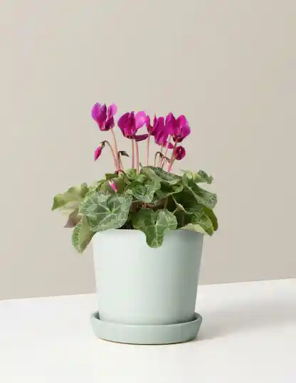 Cyclamen