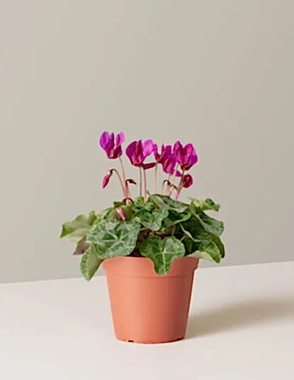 Cyclamen