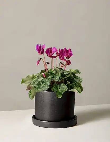 Cyclamen