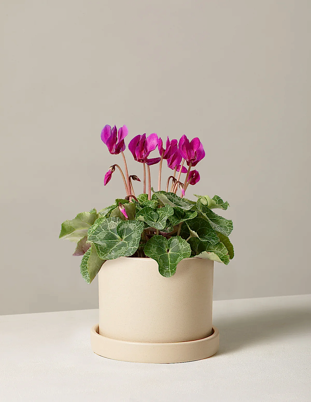 Cyclamen