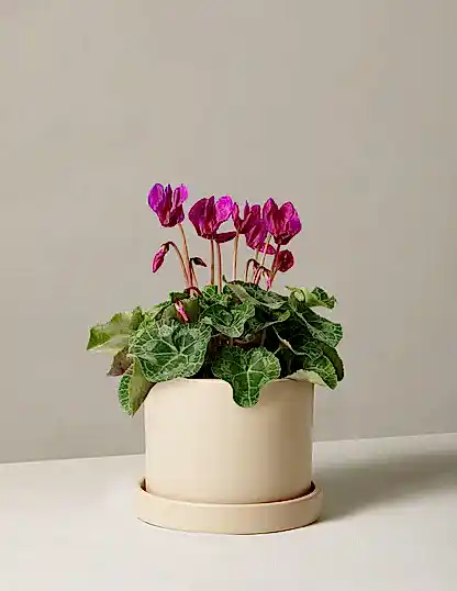 Cyclamen