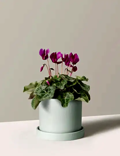 Cyclamen