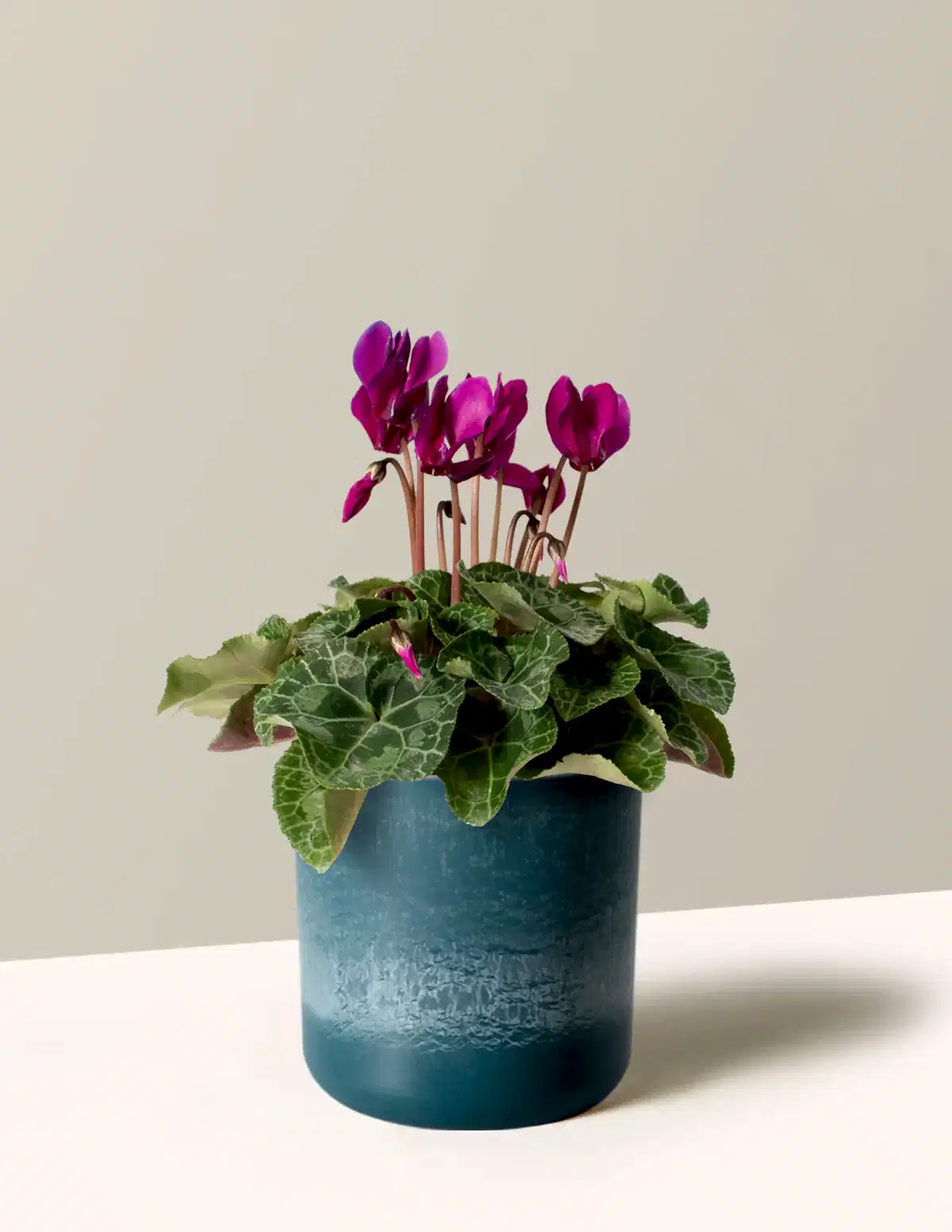 Cyclamen