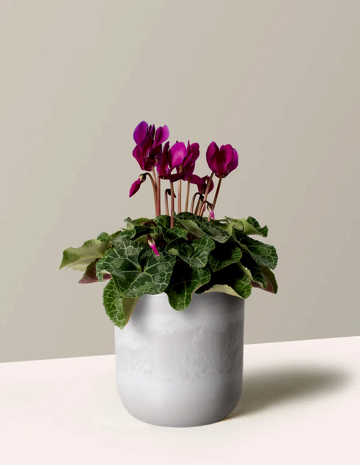 Cyclamen