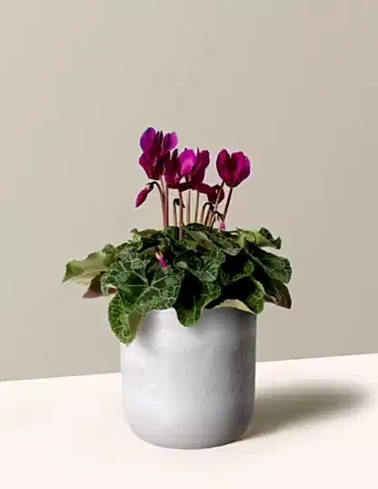 Cyclamen
