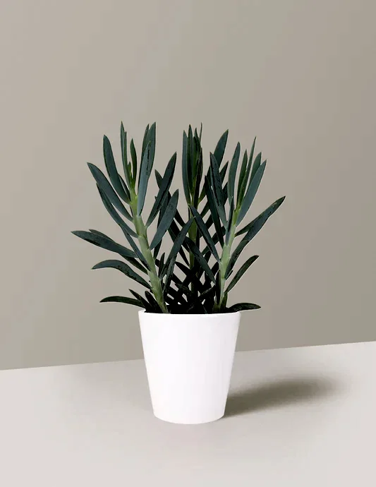 Senecio 'Mount Everest'
