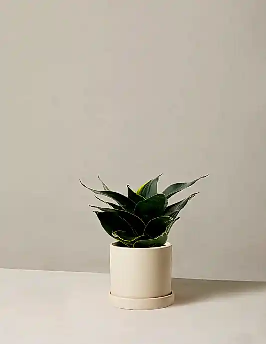 Snake Plant ‘Hahnii’