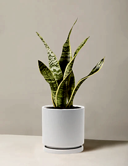 Snake Plant Laurentii