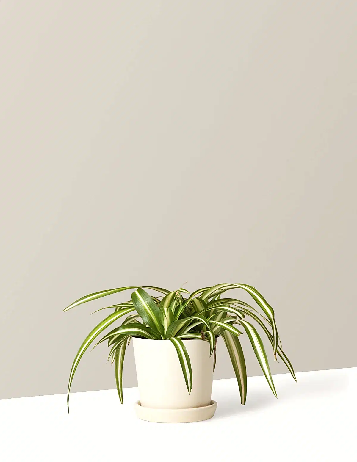 Spider Plant Variegated