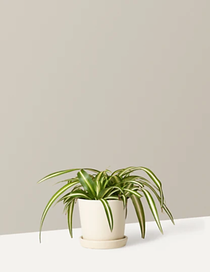 Spider Plant Variegated