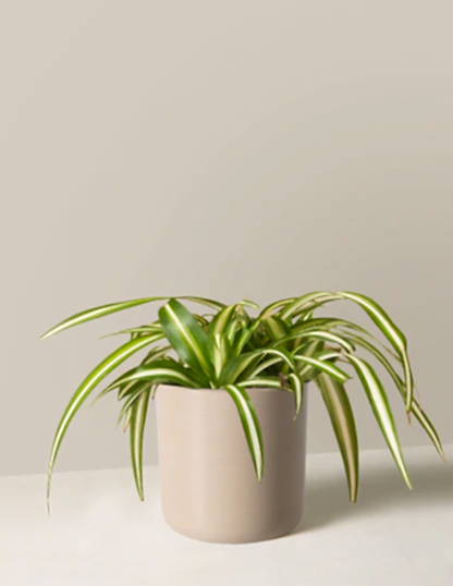 Spider Plant Variegated