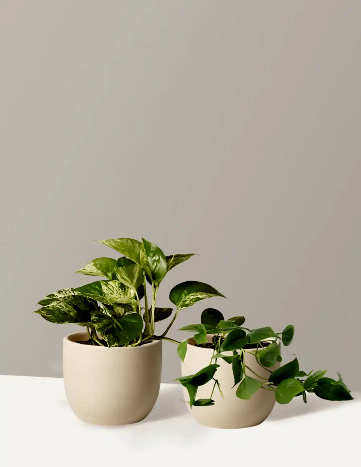 Fits your Sill: The Trailing Duo