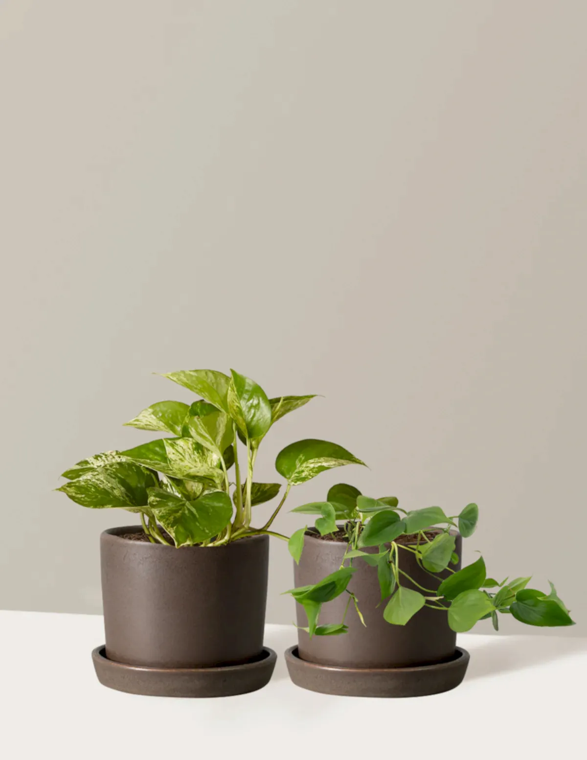 Fits your Sill: The Trailing Duo