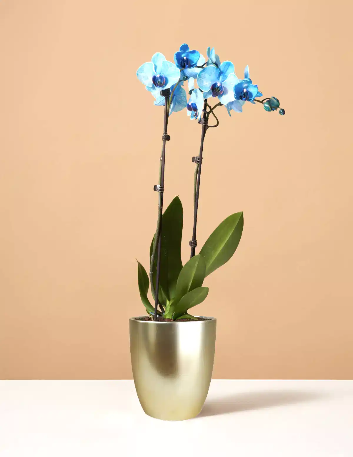Blue Watercolor Orchid